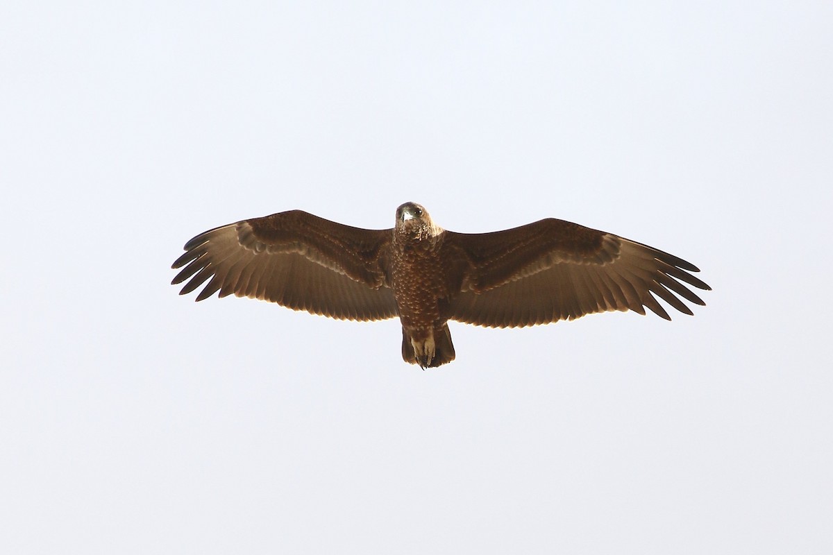 Bateleur - ML638583893
