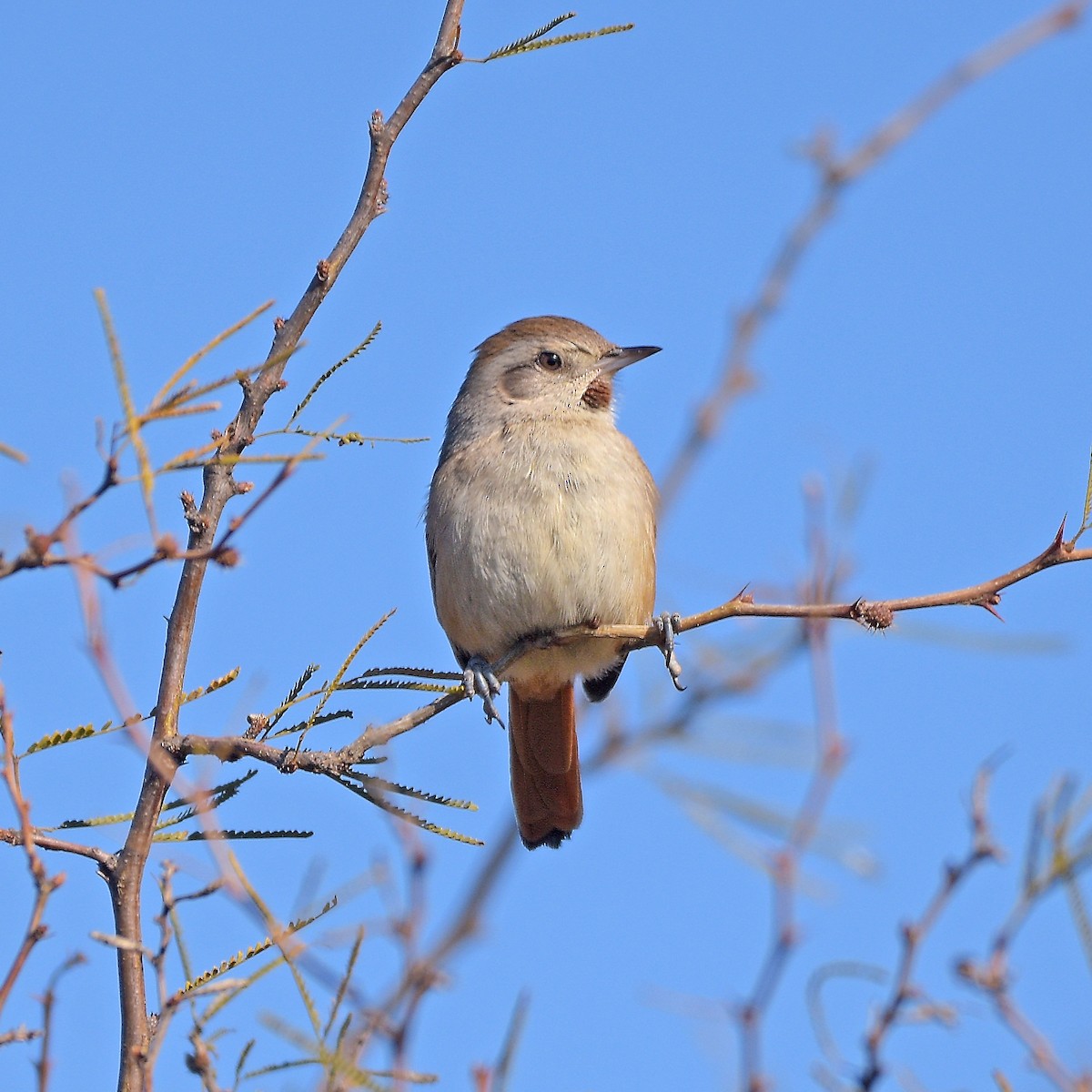 Short-billed Canastero - ML638583929