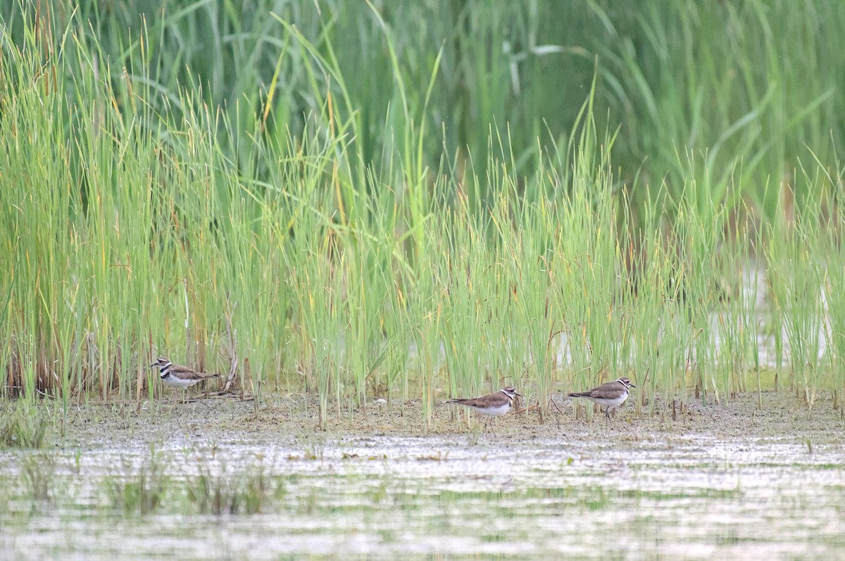 Killdeer - ML638583930