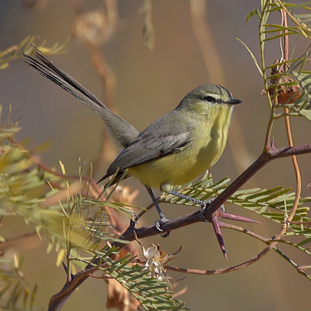 Greater Wagtail-Tyrant - ML638583931