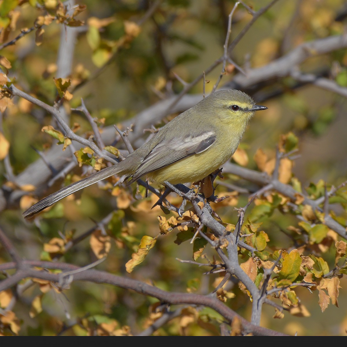 Greater Wagtail-Tyrant - ML638583932