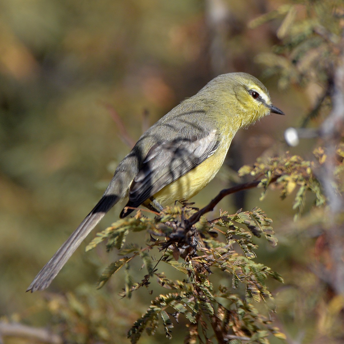 Greater Wagtail-Tyrant - ML638583933