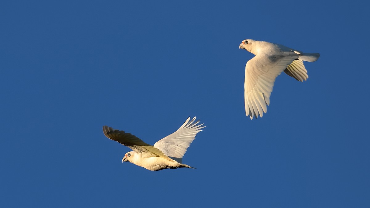 Western Corella - ML638583938