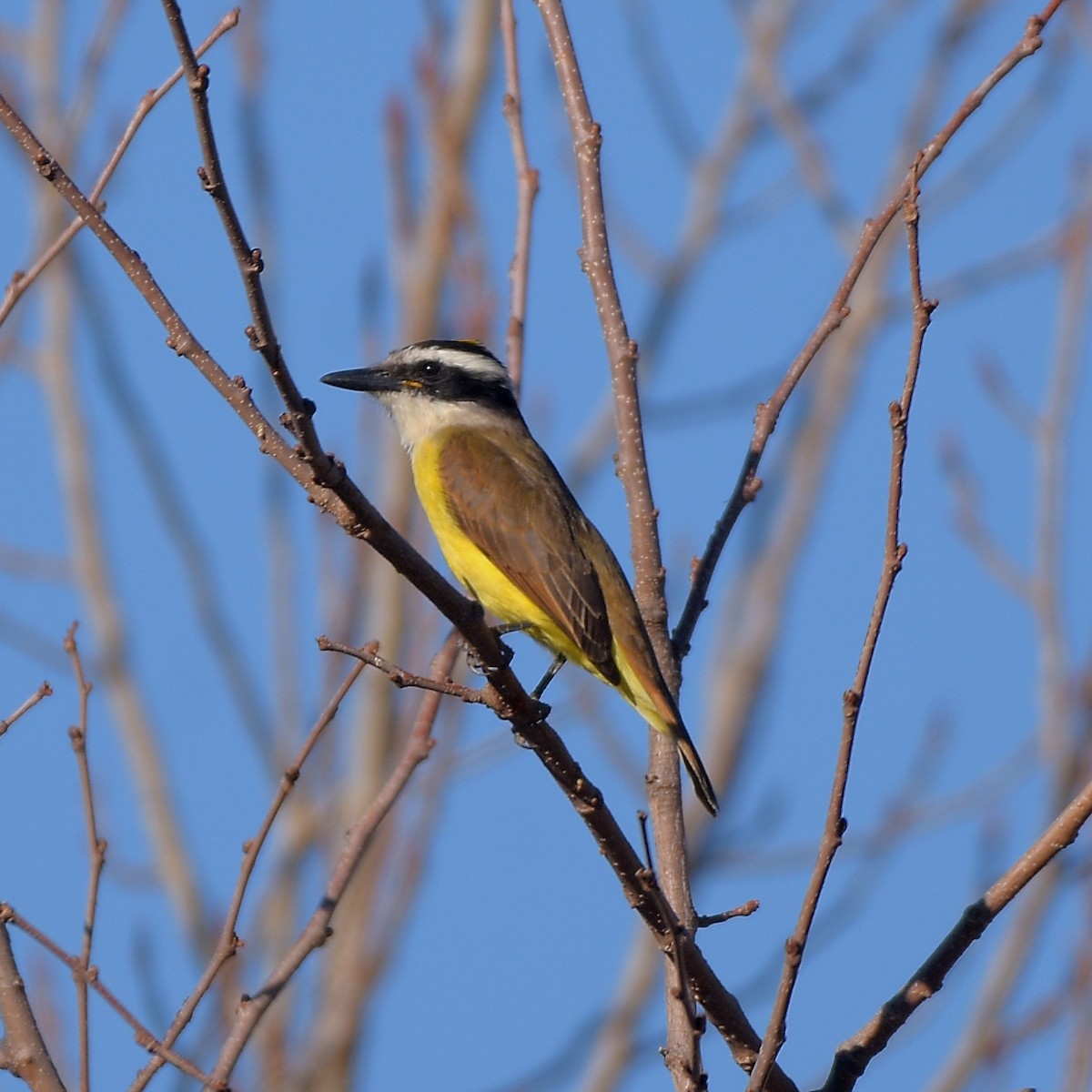 Great Kiskadee - ML638583939