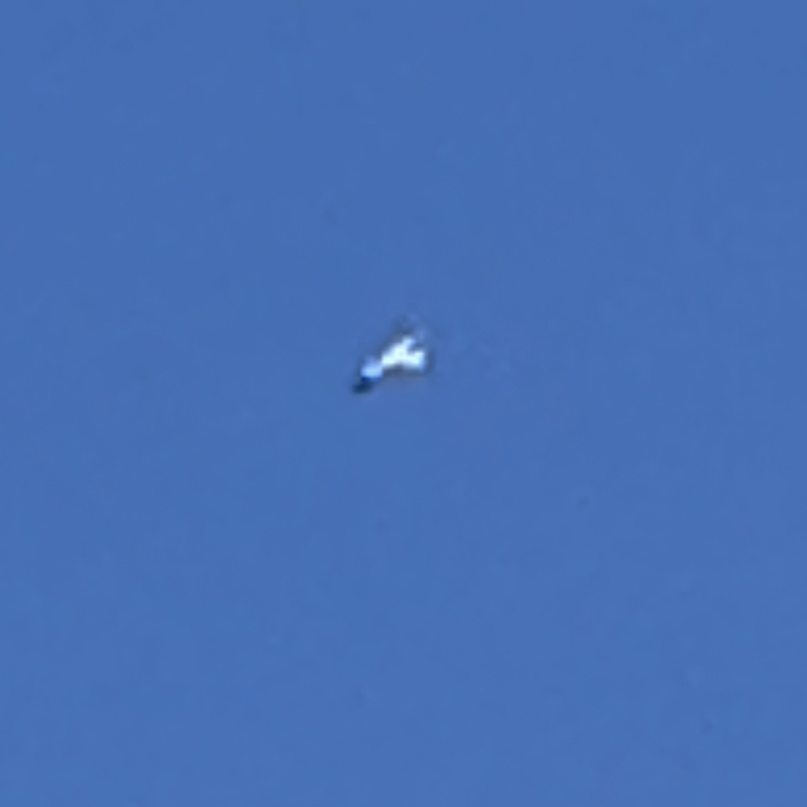 White Stork - ML638583942