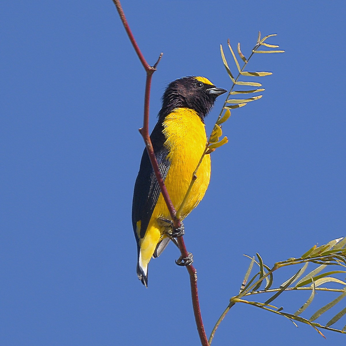 Purple-throated Euphonia - ML638583945