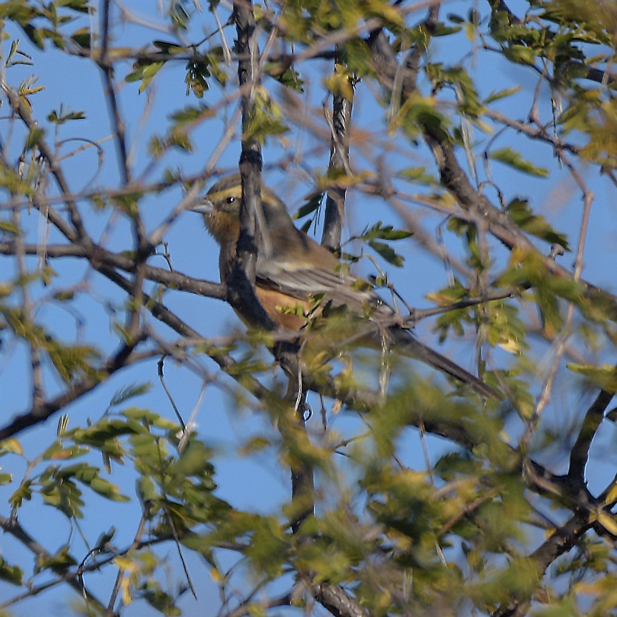 Cinnamon Warbling Finch - ML638583949