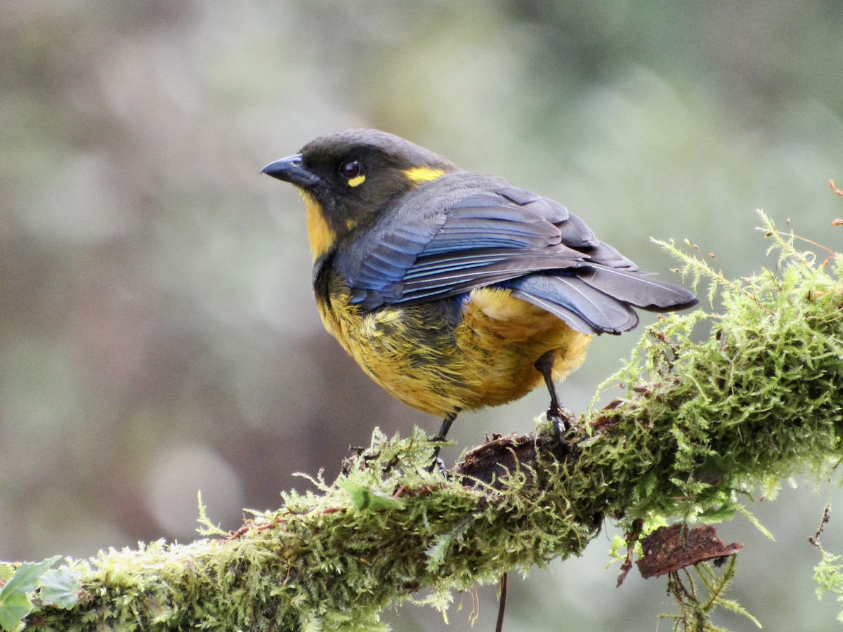 Lacrimose Mountain Tanager - ML638583950