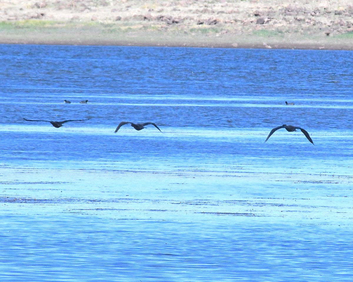 Double-crested Cormorant - ML638583951