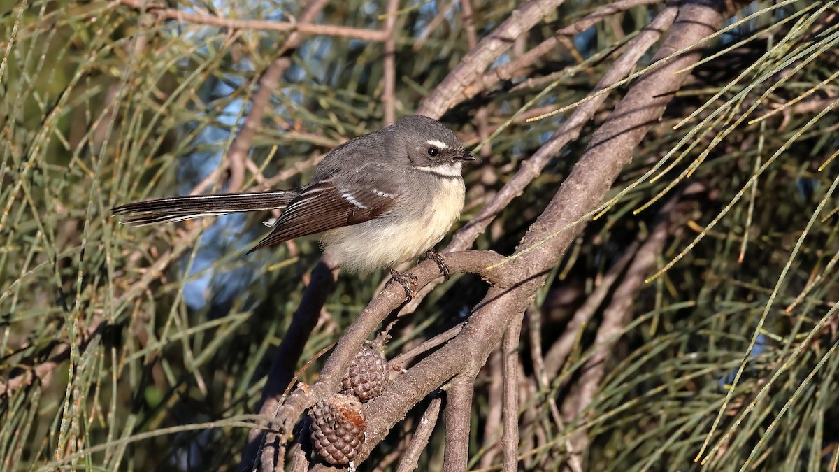 Gray Fantail - ML638583954