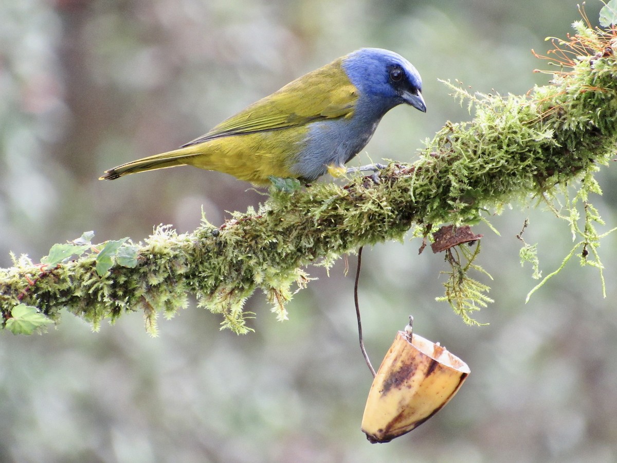 Blue-capped Tanager - ML638583955