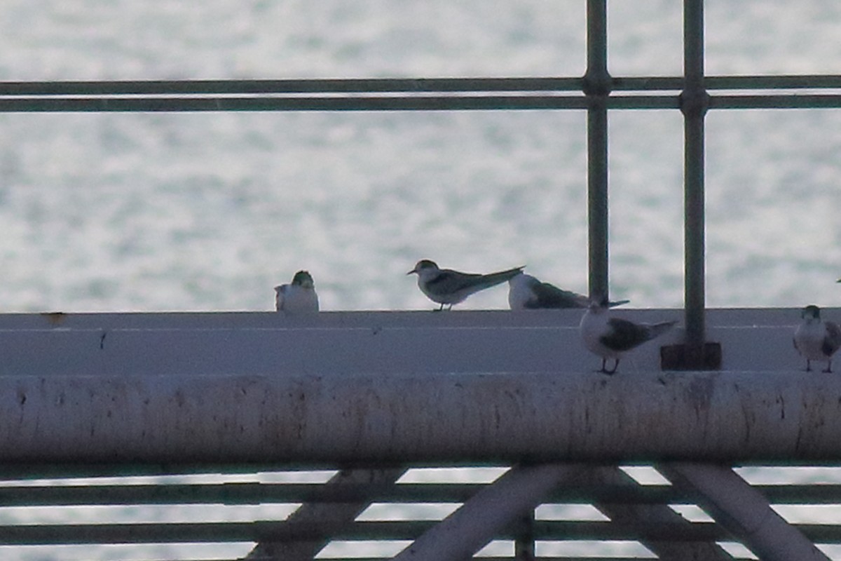 White-fronted Tern - ML638583956
