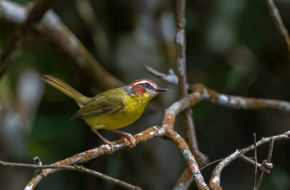 Chestnut-capped Warbler - ML638583991