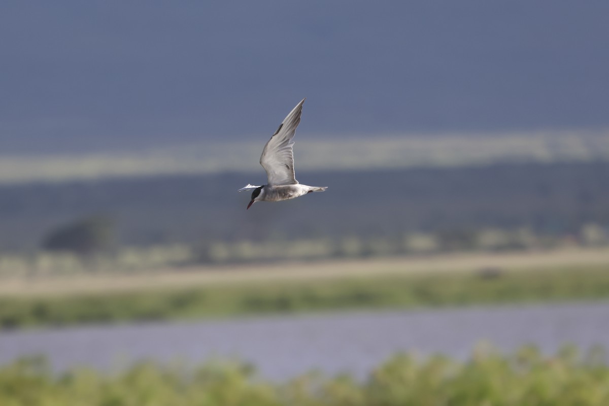 Whiskered Tern - ML638584021