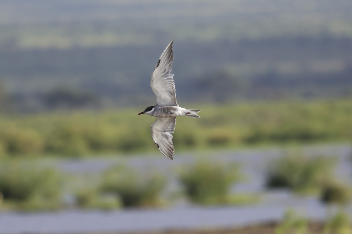 Whiskered Tern - ML638584022