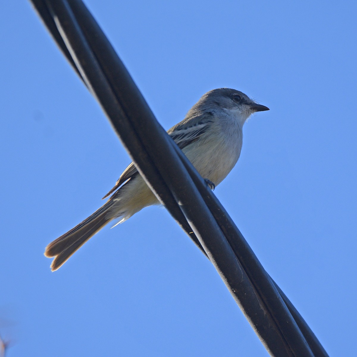 Suiriri Flycatcher - ML638584132