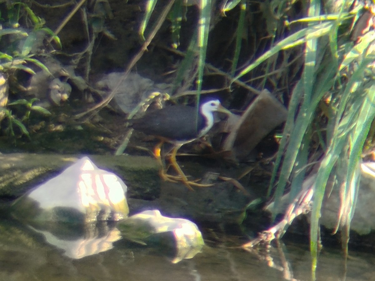 White-breasted Waterhen - ML638584173