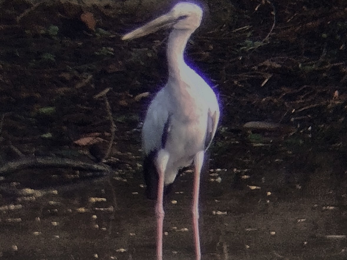 Asian Openbill - ML638584183