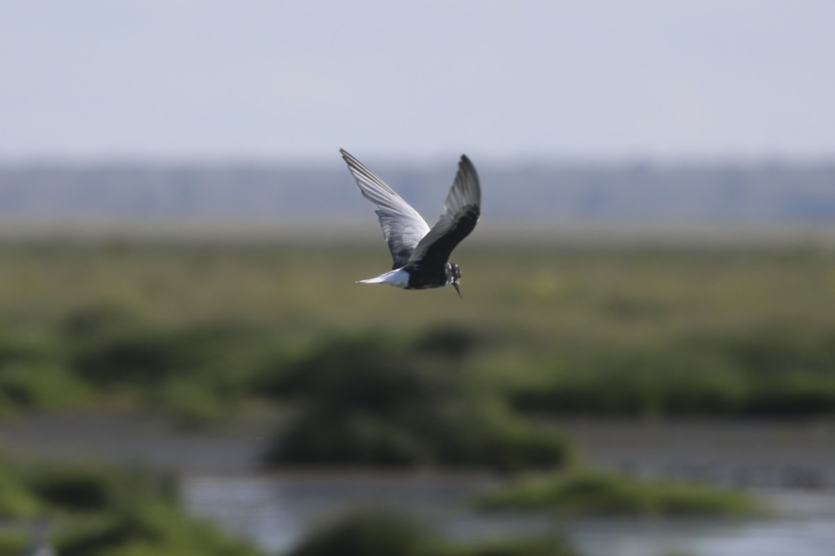 White-winged Tern - ML638584184
