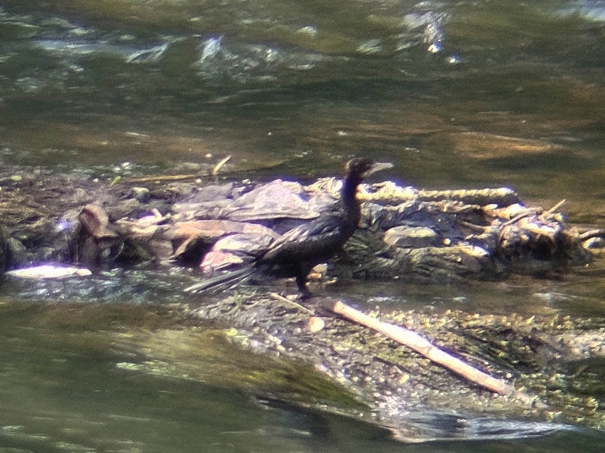 Little Cormorant - ML638584204