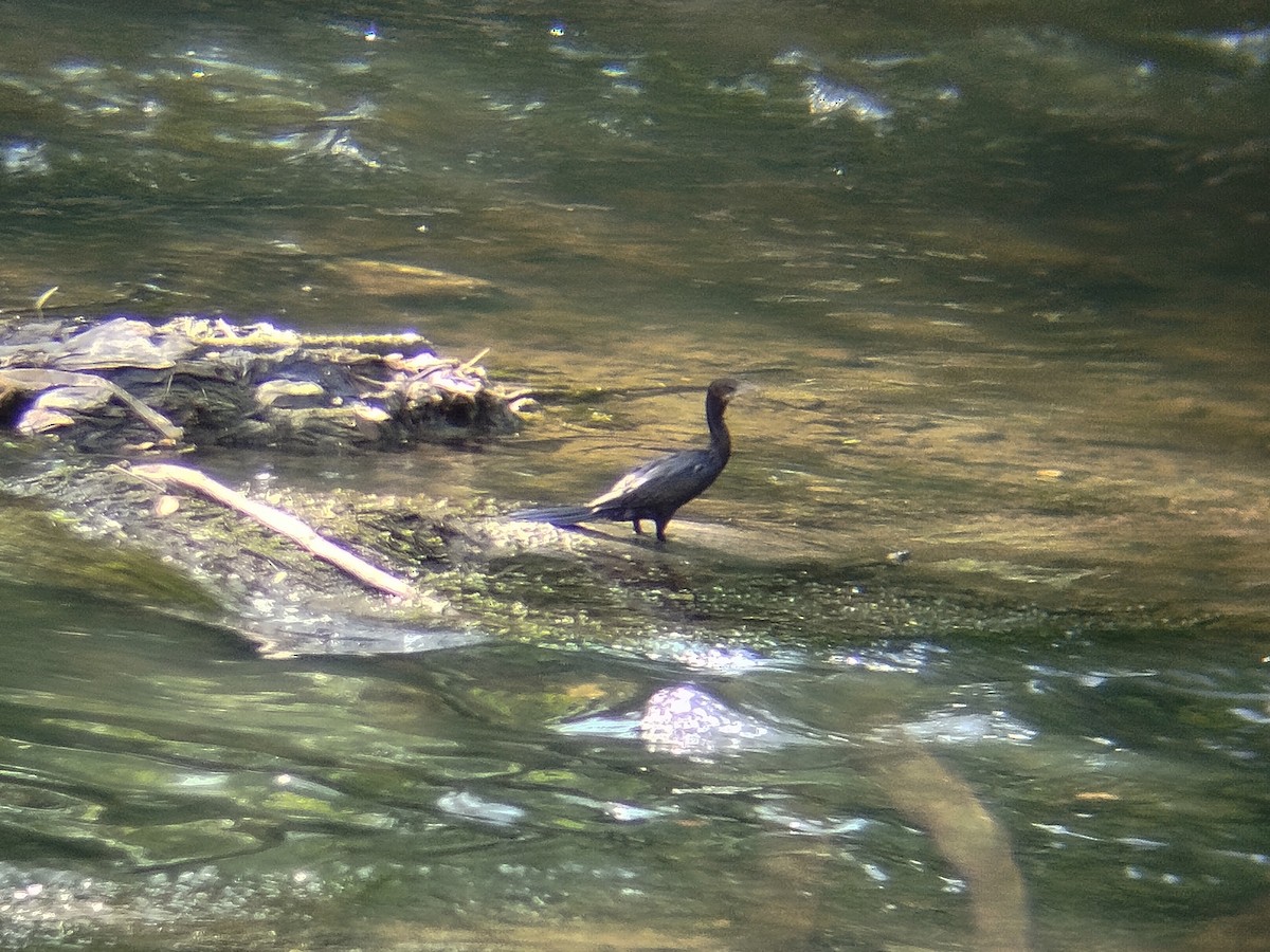 Little Cormorant - ML638584205