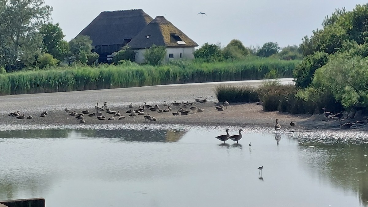 Graylag Goose - ML638584239