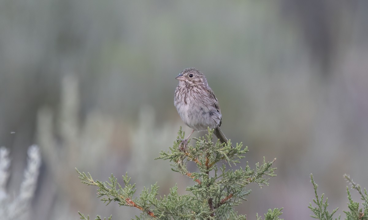 Vesper Sparrow - ML638584251
