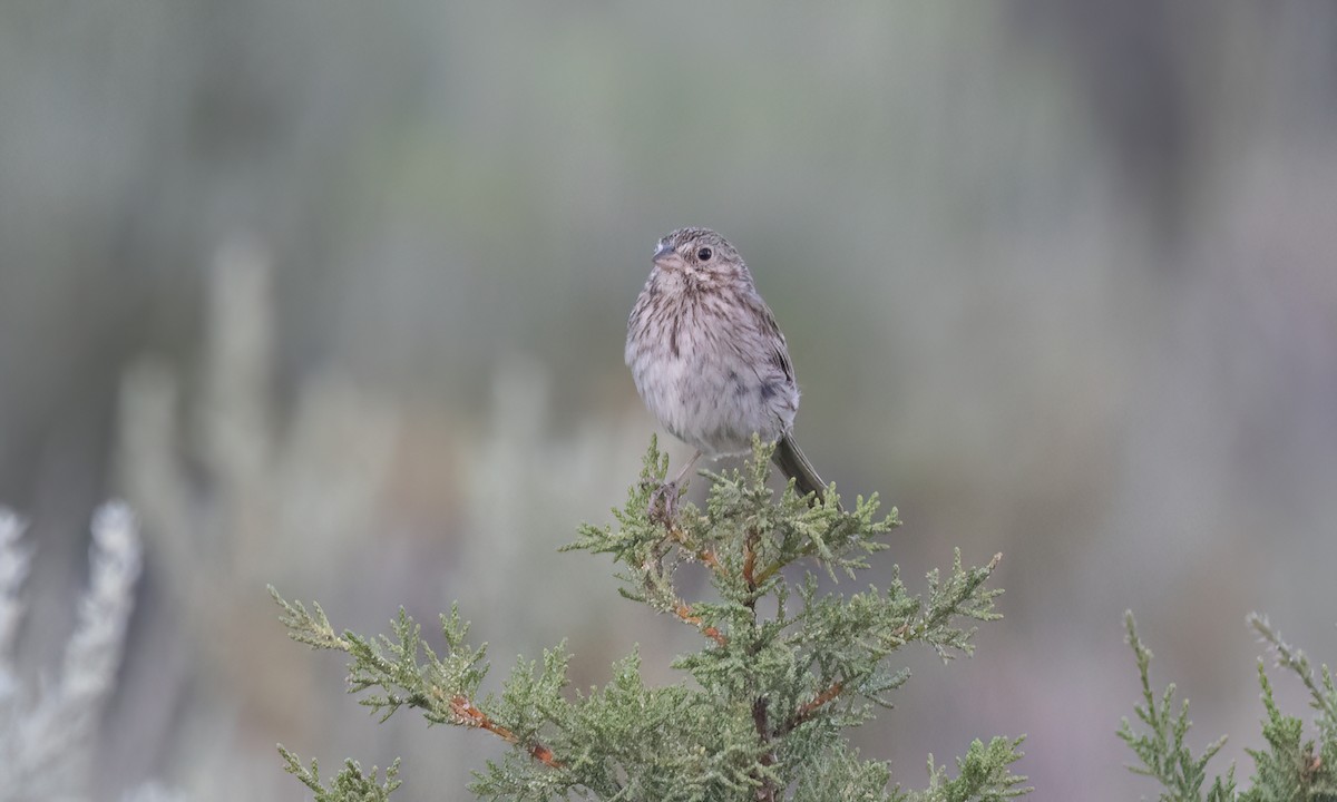 Vesper Sparrow - ML638584252