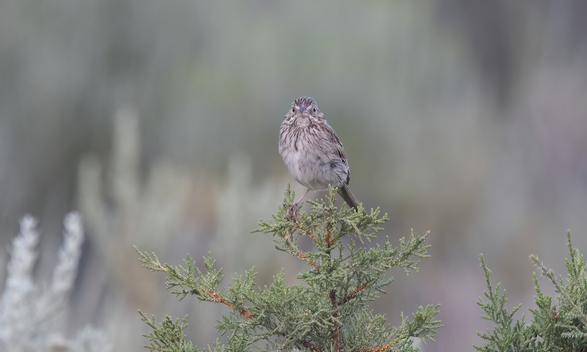 Vesper Sparrow - ML638584254