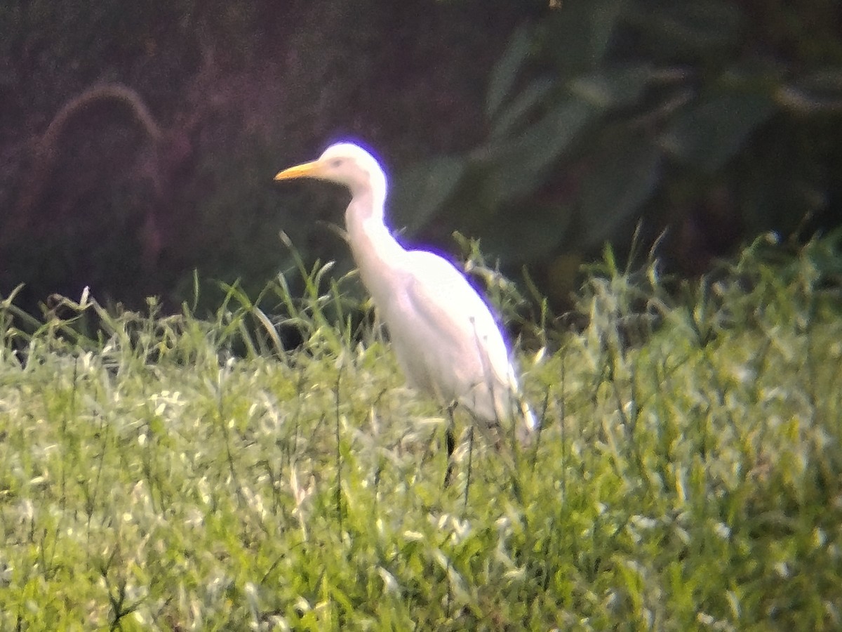 Eastern Cattle-Egret - ML638584261