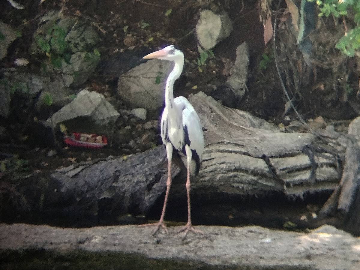 Gray Heron - ML638584272
