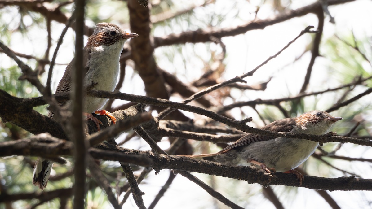 Indochinese Yuhina - ML638584276
