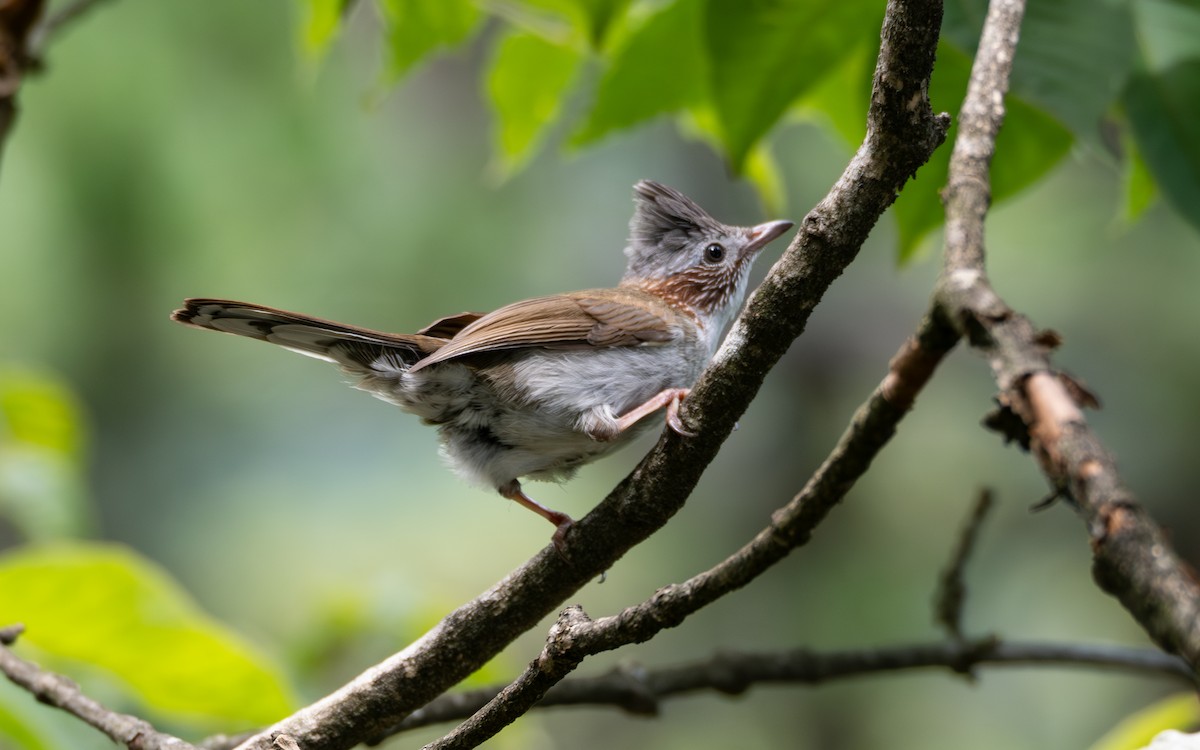 Indochinese Yuhina - ML638584277