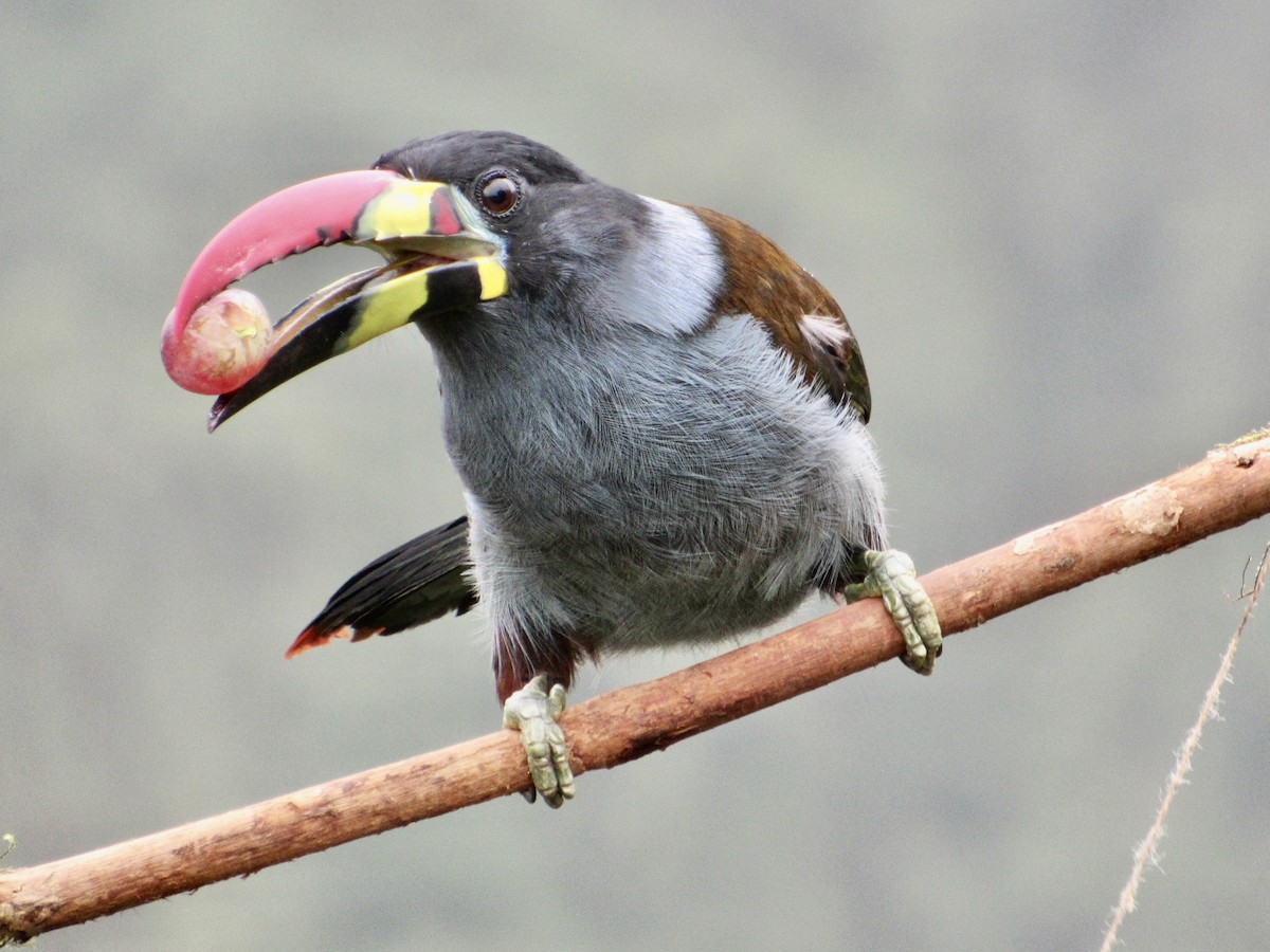 Gray-breasted Mountain-Toucan - ML638584278