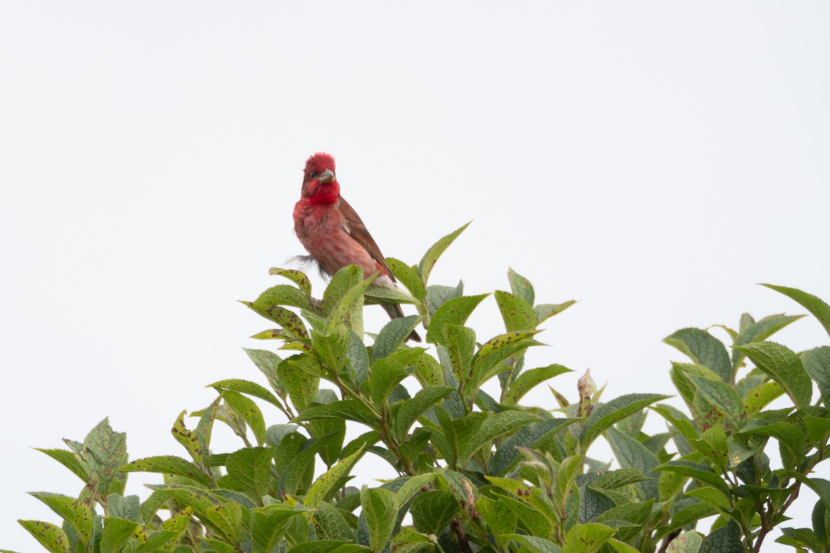 Common Rosefinch - ML638584286