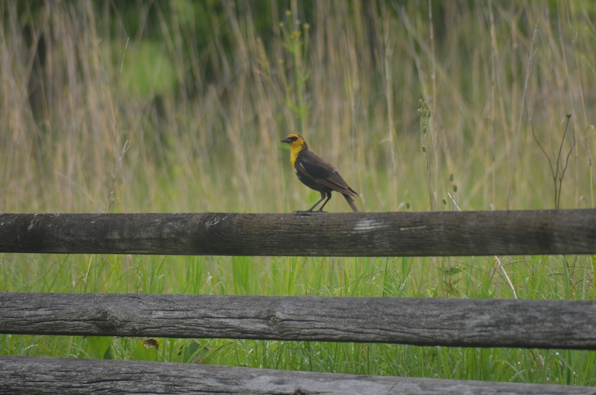 Yellow-headed Blackbird - ML638584291