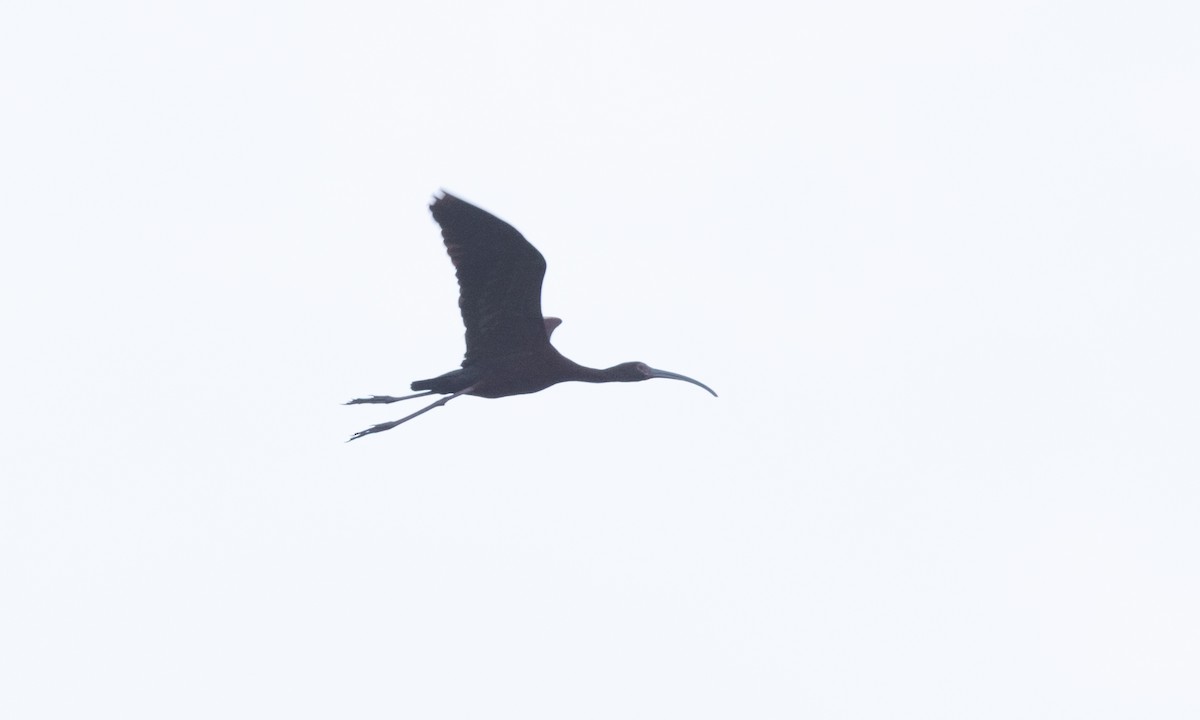 White-faced Ibis - ML638584292