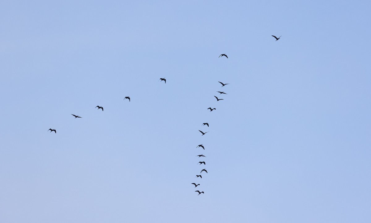 White-faced Ibis - ML638584293