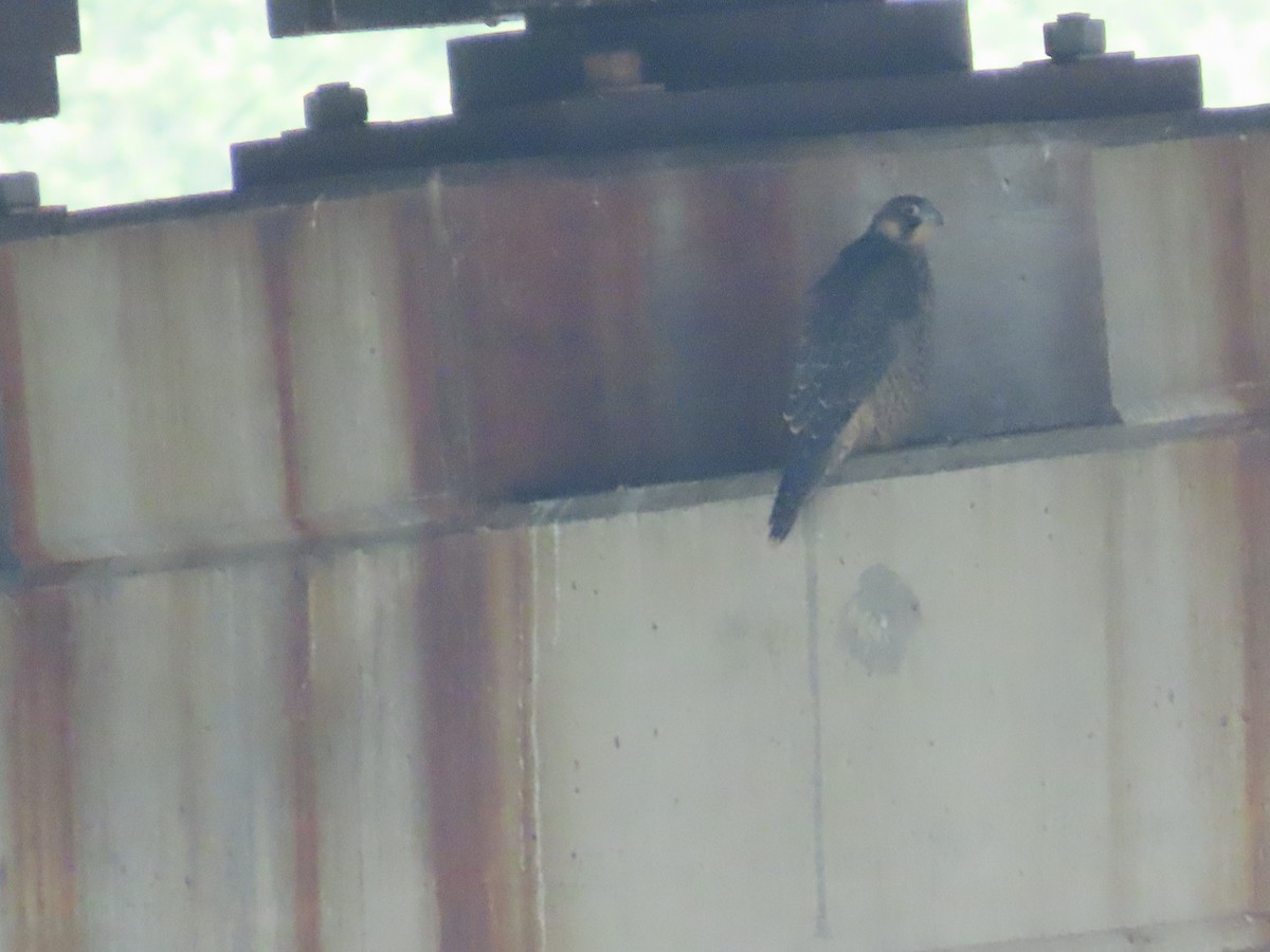 Peregrine Falcon - ML638584294