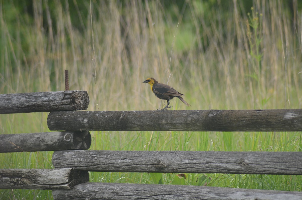 Yellow-headed Blackbird - ML638584297