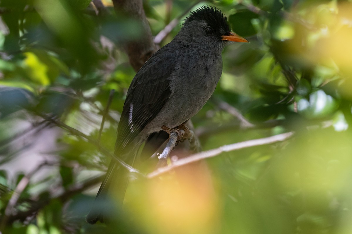 Malagasy Bulbul - ML638584298