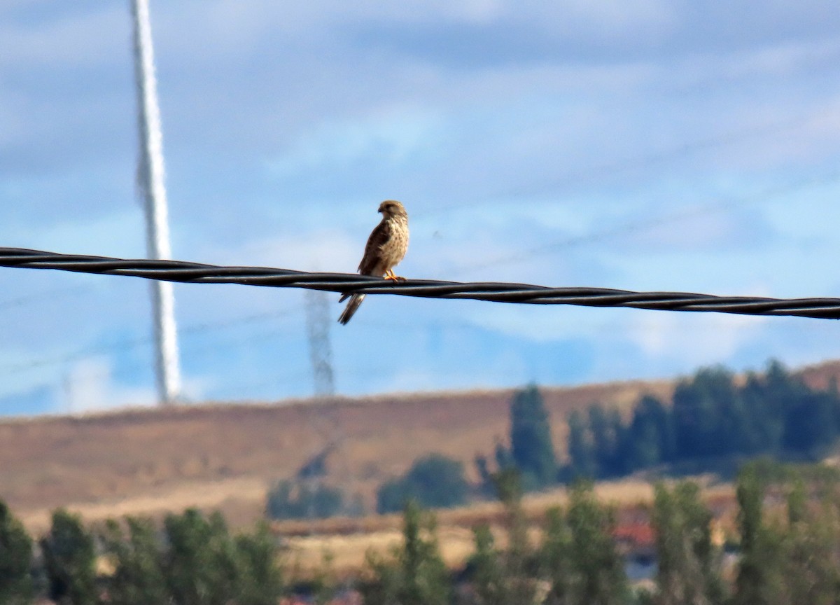 Eurasian Kestrel - ML638584301