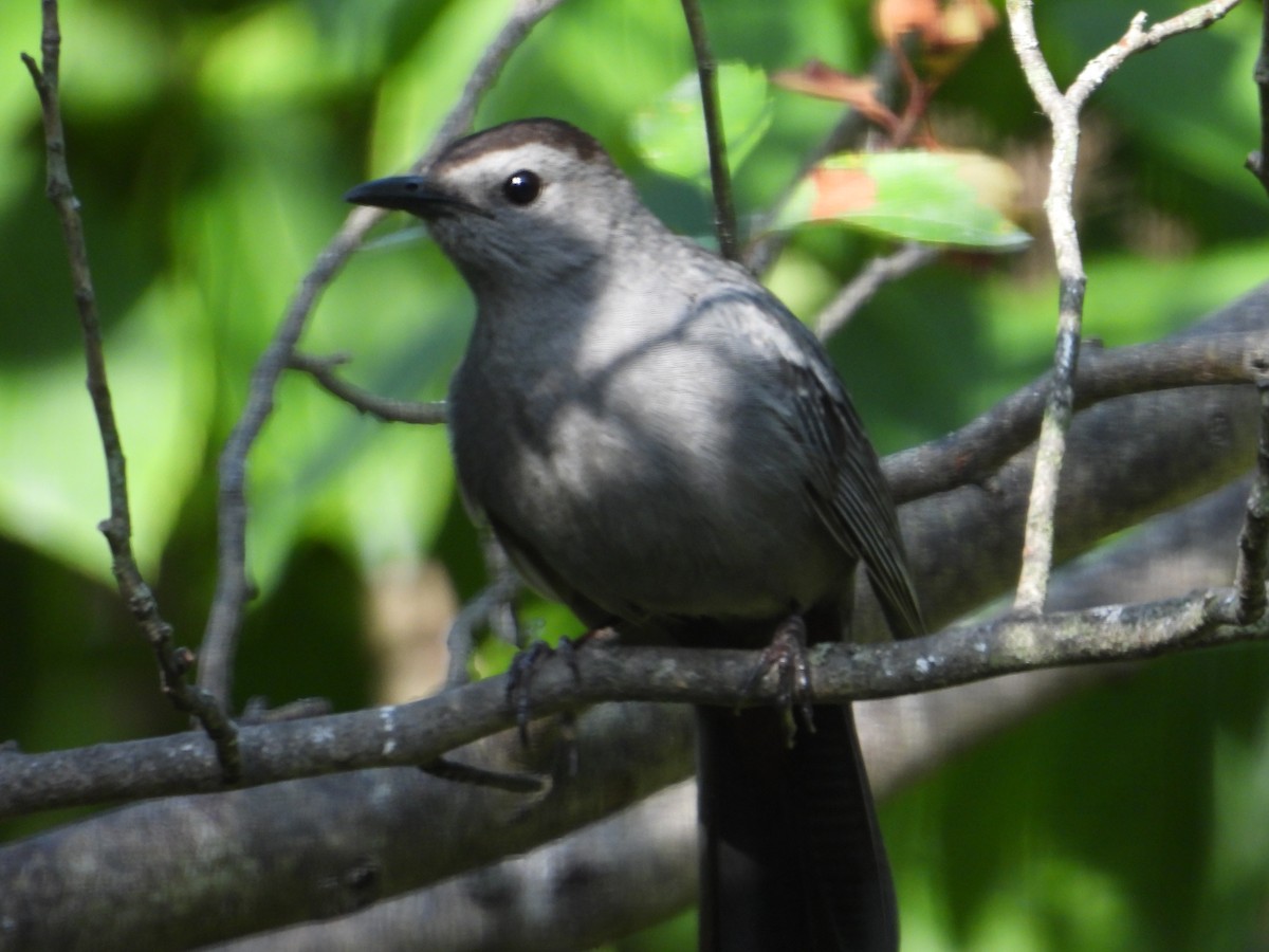 Gray Catbird - ML638584302