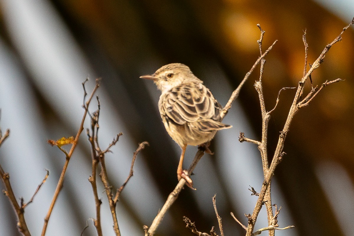 Madagascar Cisticola - ML638584303