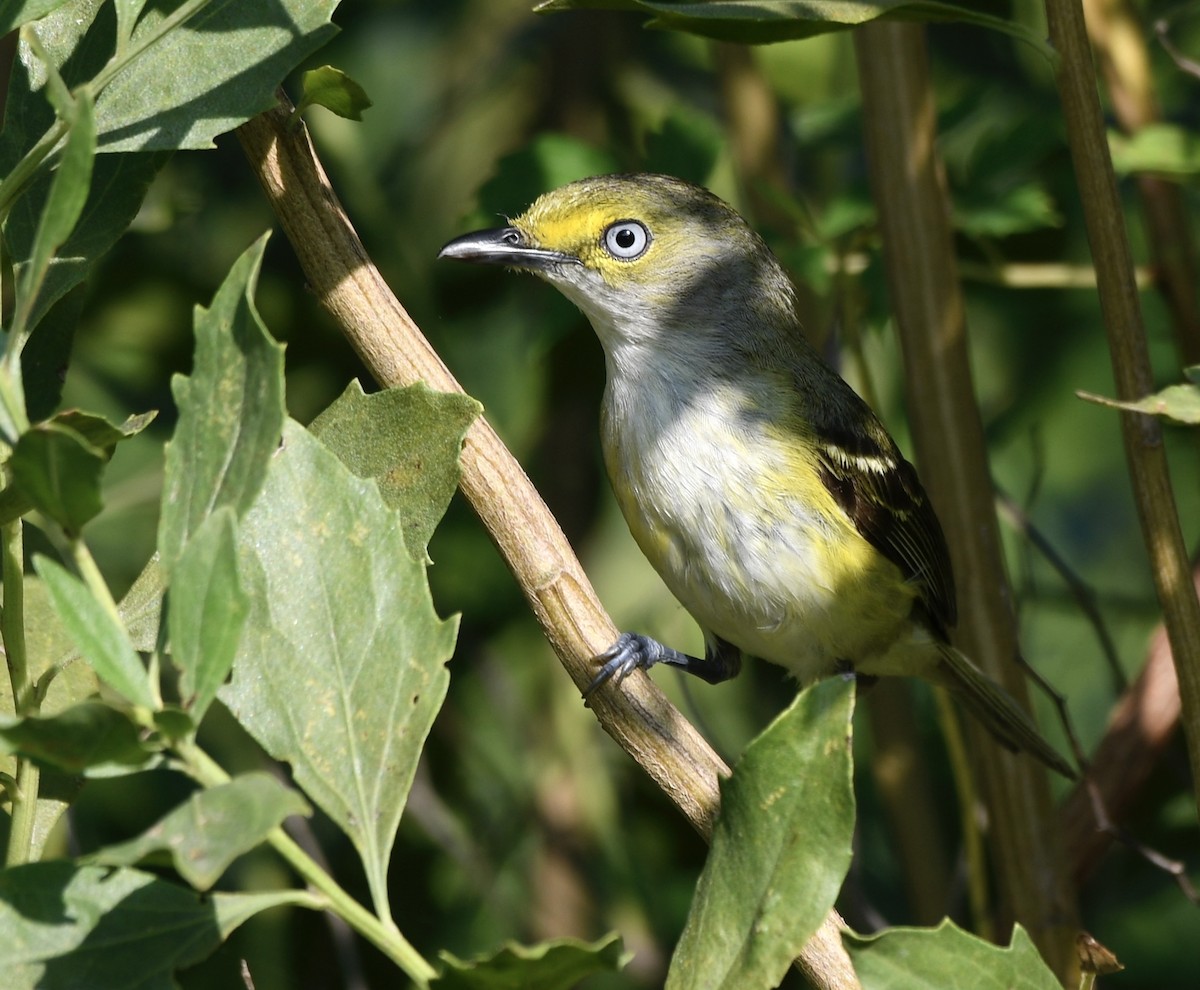 White-eyed Vireo - ML638584306