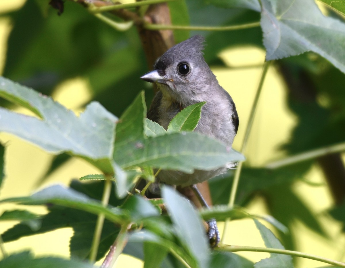 Tufted Titmouse - ML638584312