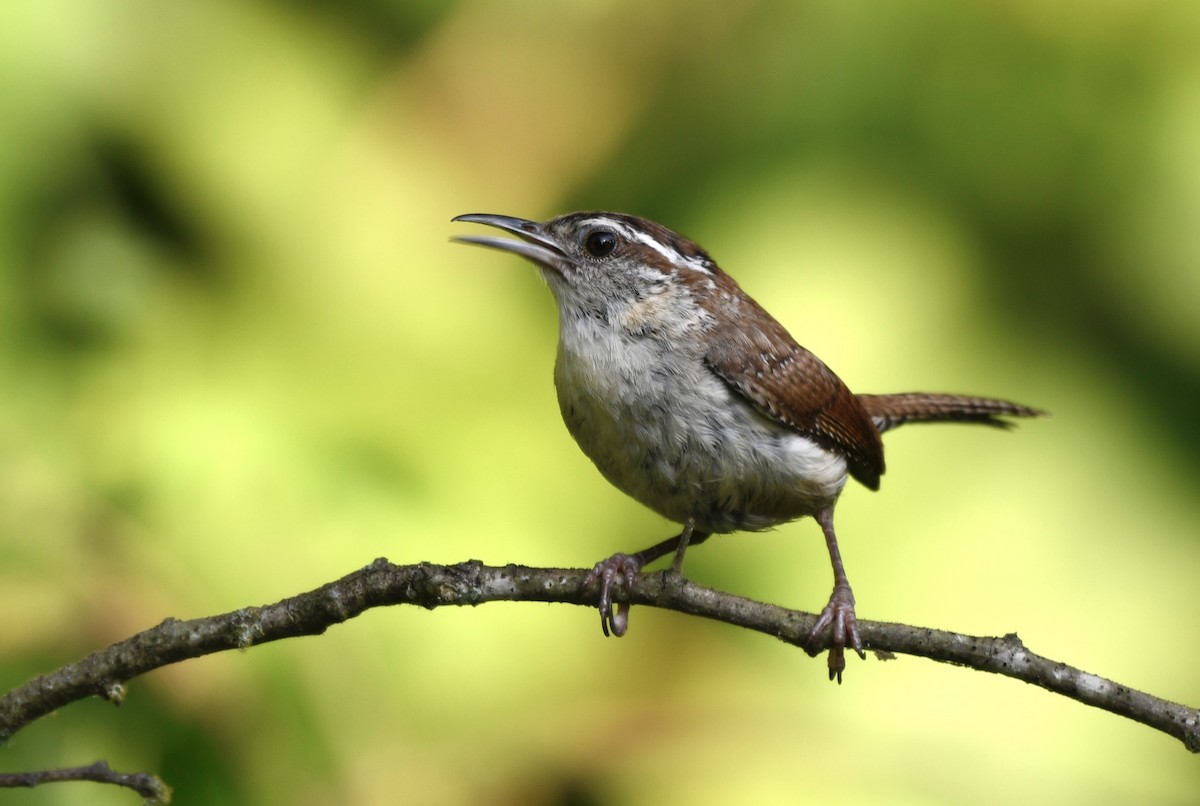 Carolina Wren - ML638584313