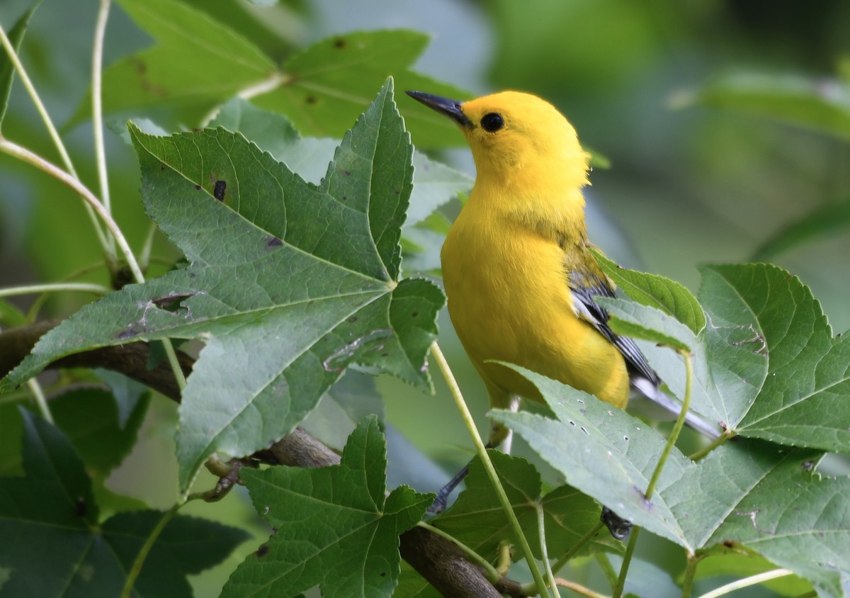 Prothonotary Warbler - ML638584315