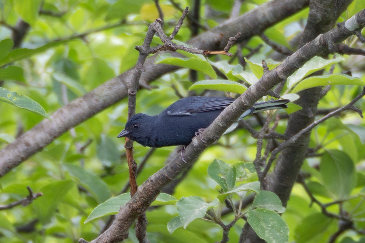Slaty Bunting - ML638584317