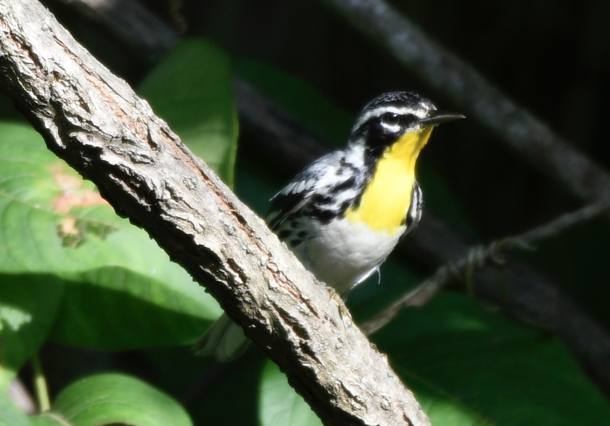 Yellow-throated Warbler - ML638584321